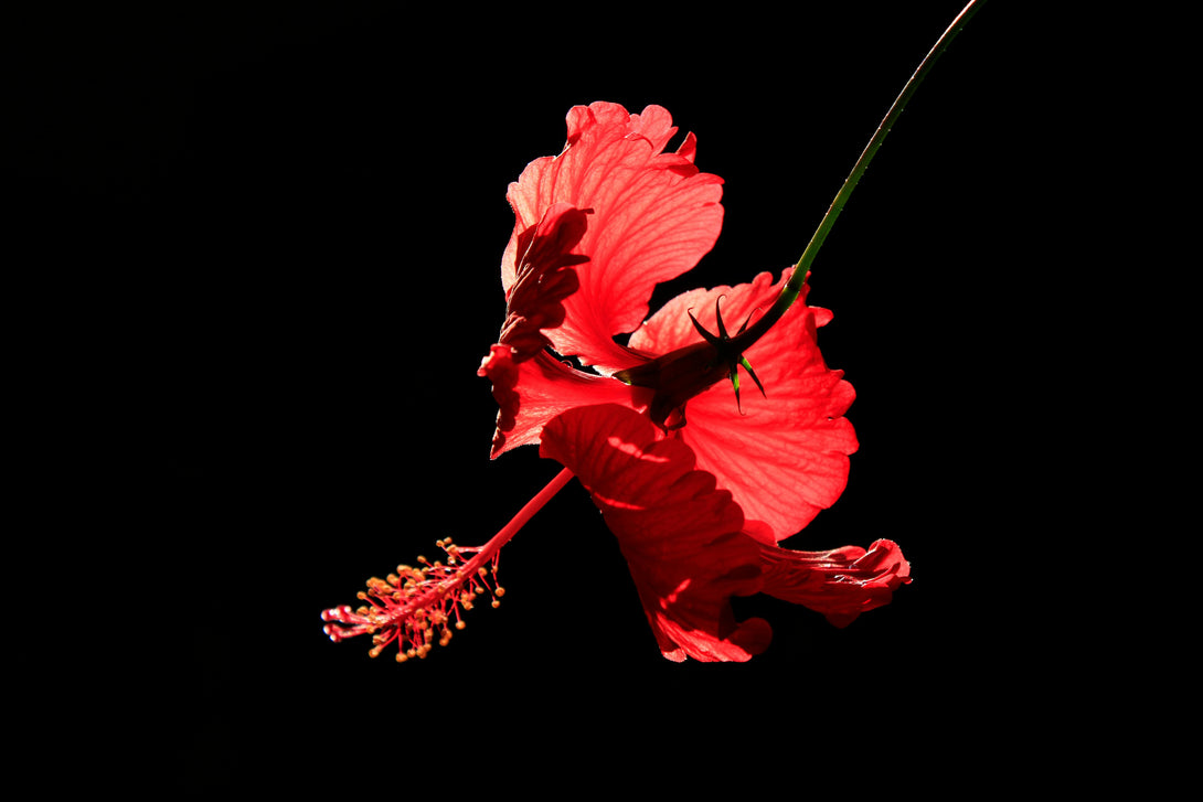 poudre Hibiscus Rouge